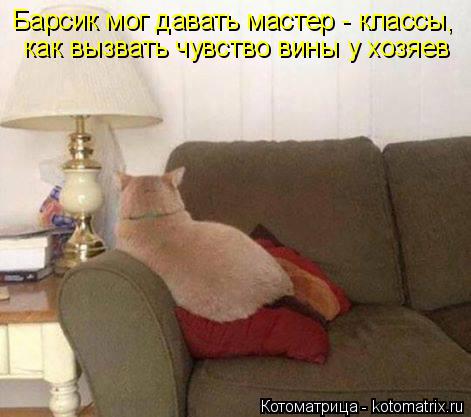 Барсик мог давать мастер - классы, как вызвать чувство вины у хозяев... Котоматрица: Барсик мог давать мастер - классы, как вызвать чувство вины у хозяев
