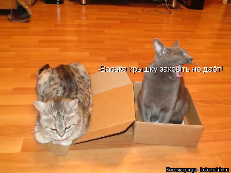 -Васька крышку закрыть не даёт!... Котоматрица: -Васька крышку закрыть не даёт!