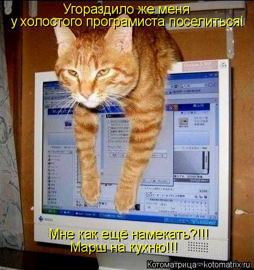 Угораздило же меня у холостого програмиста поселиться! Мне как ещё намекать?!!! Марш на кухню!!!... Котоматрица: Угораздило же меня у холостого програмиста поселиться! Мне как ещё намекать?!!! Марш на кухню!!!