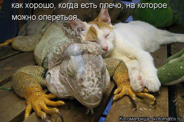 как хорошо, когда есть плечо, на которое можно опереться...... Котоматрица: как хорошо, когда есть плечо, на которое можно опереться...