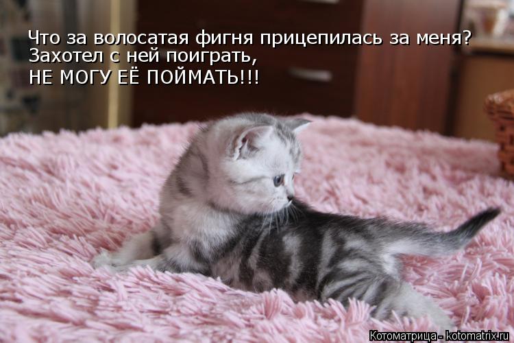 Что за волосатая фигня прицепилась за меня? Захотел с ней поиграть, НЕ МОГУ ЕЁ ПОЙМАТЬ!!!... Котоматрица: Что за волосатая фигня прицепилась за меня? Захотел с ней поиграть, НЕ МОГУ ЕЁ ПОЙМАТЬ!!!