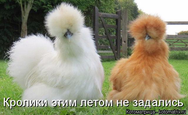Кролики этим летом не задались... Котоматрица: Кролики этим летом не задались