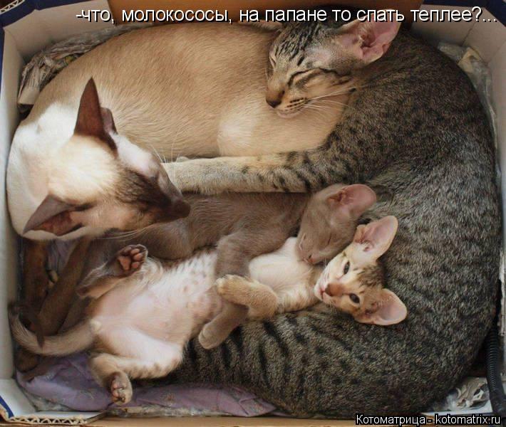 -что, молокососы, на папане то спать теплее?...... Котоматрица: -что, молокососы, на папане то спать теплее?...