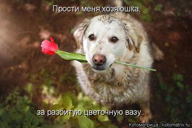 Котоматрица: Прости меня,хозяюшка, за разбитую цветочную вазу...