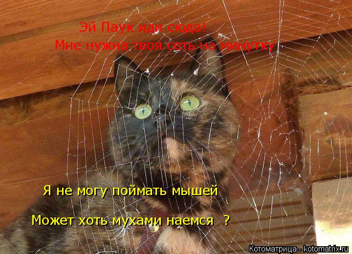 Эй Паук иди сюда! Мне нужна твоя сеть на минутку Я не могу поймать мышей Может хоть мухами наемся ?... Котоматрица: Эй Паук иди сюда! Мне нужна твоя сеть на минутку Я не могу поймать мышей Может хоть мухами наемся ?