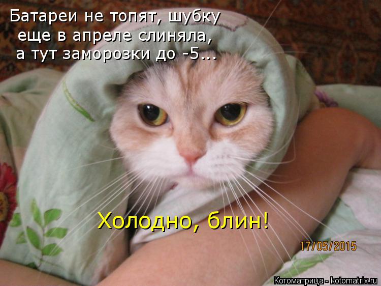 Батареи не топят, шубку еще в апреле слиняла, а тут заморозки до -5... Холодно, блин!... Котоматрица: Батареи не топят, шубку еще в апреле слиняла, а тут заморозки до -5... Холодно, блин!