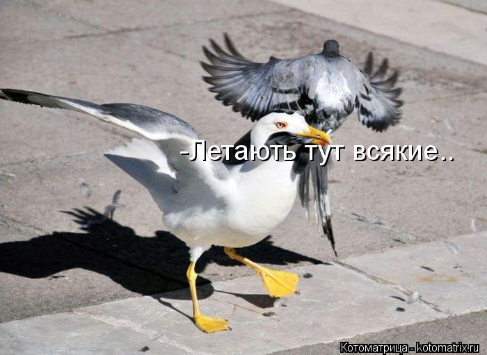 -Летають тут всякие..... Котоматрица: -Летають тут всякие..