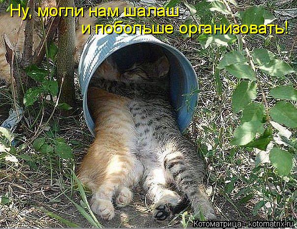 Ну, могли нам шалаш и побольше организовать!... Котоматрица: Ну, могли нам шалаш и побольше организовать!