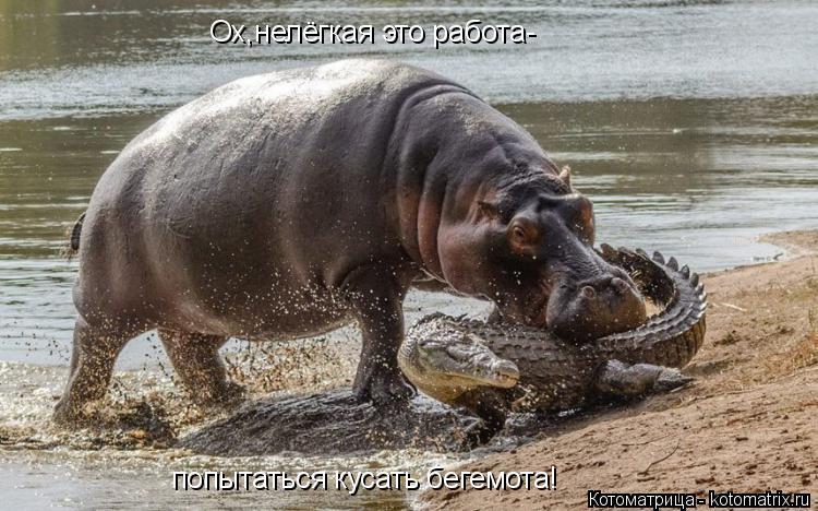 Котоматрица: Ох,нелёгкая это работа- попытаться кусать бегемота!