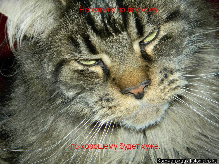 Не хотите по плохому, по хорошему будет хуже.... Котоматрица: Не хотите по плохому, по хорошему будет хуже.