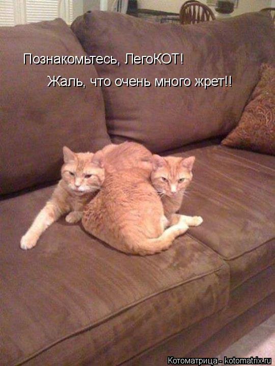 Познакомьтесь, ЛегоКОТ! Жаль, что очень много жрет!!... Котоматрица: Познакомьтесь, ЛегоКОТ! Жаль, что очень много жрет!!