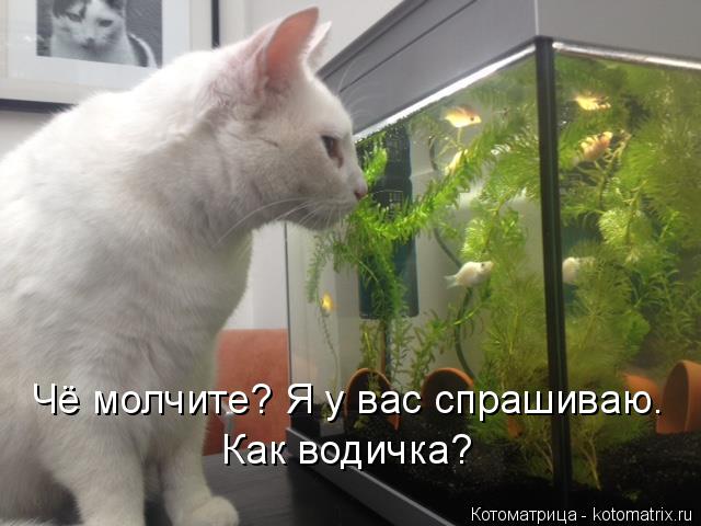 Чё молчите? Я у вас спрашиваю. Как водичка?... Котоматрица: Чё молчите? Я у вас спрашиваю. Как водичка?