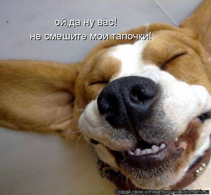 не смешите мои тапочки! ой,да ну вас!... Котоматрица: не смешите мои тапочки! ой,да ну вас!