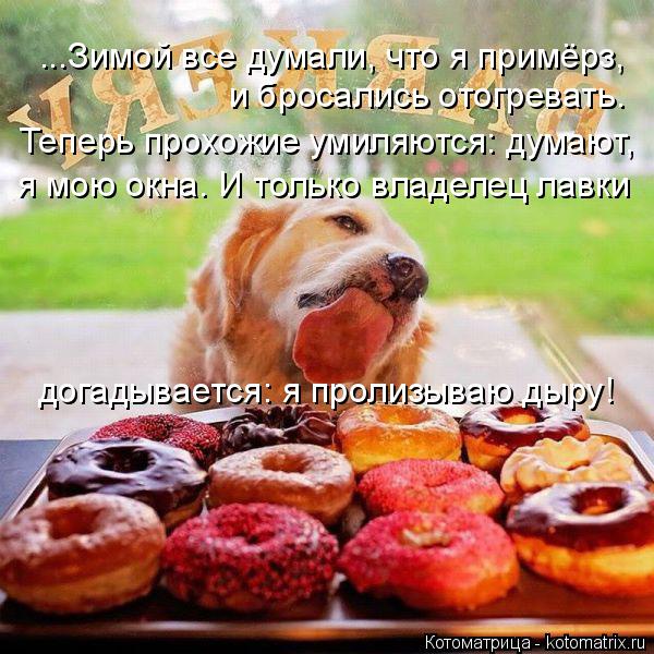 и бросались отогревать. Теперь прохожие умиляются: думают, я мою окна. И только владелец лавки догады... Котоматрица: и бросались отогревать. Теперь прохожие умиляются: думают, я мою окна. И только владелец лавки догадывается: я пролизываю дыру! ...Зимой все д