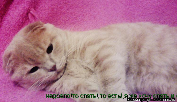 надоело!то спать!,то есть!,я же хочу спать и есть! надоело!то спать!,то есть!,я же хочу спать и есть!... Котоматрица: надоело!то спать!,то есть!,я же хочу спать и есть! надоело!то спать!,то есть!,я же хочу спать и есть!
