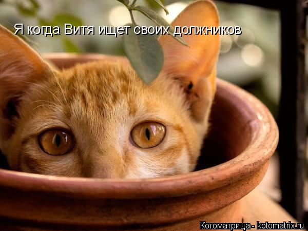 Я когда Витя ищет своих должников... Котоматрица: Я когда Витя ищет своих должников