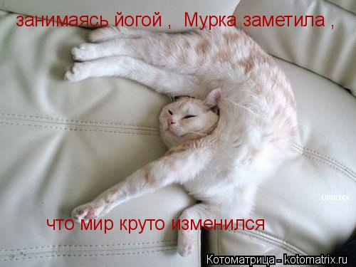 занимаясь йогой , Мурка заметила , что мир круто изменился... Котоматрица: занимаясь йогой , Мурка заметила , что мир круто изменился