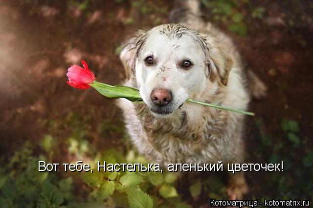 Вот тебе, Настелька, аленький цветочек!... Котоматрица: Вот тебе, Настелька, аленький цветочек!