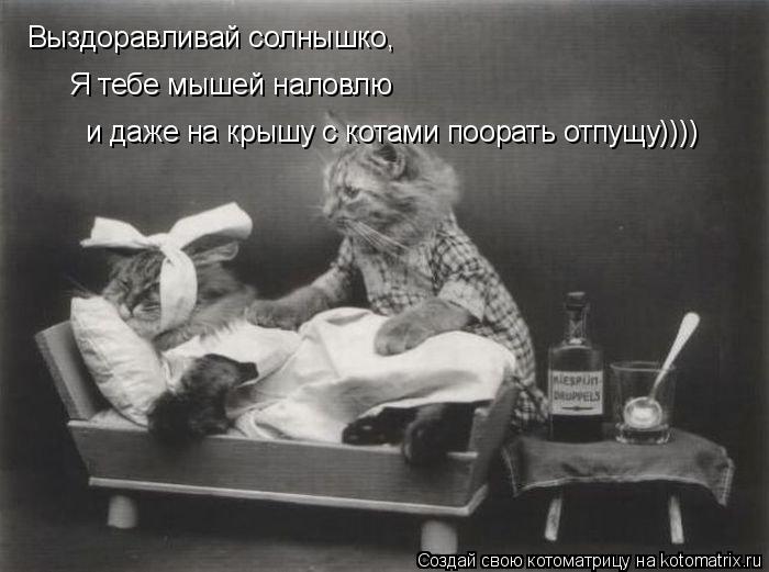 Выздоравливай солнышко, Я тебе мышей наловлю и даже на крышу с котами поорать отпущу))))... Котоматрица: Выздоравливай солнышко, Я тебе мышей наловлю и даже на крышу с котами поорать отпущу))))