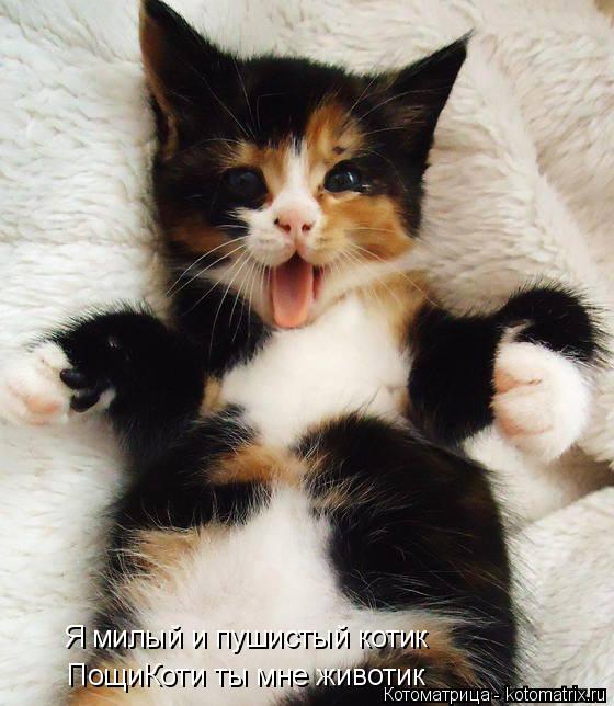 Я милый и пушистый котик ПощиКоти ты мне животик... Котоматрица: Я милый и пушистый котик ПощиКоти ты мне животик