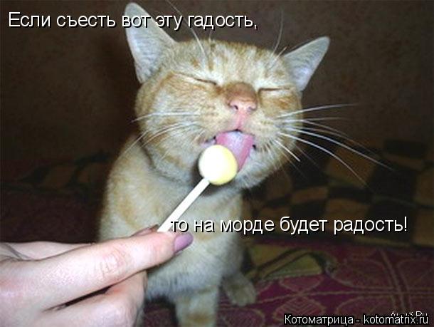 Если съесть вот эту гадость, то на морде будет радость!... Котоматрица: Если съесть вот эту гадость, то на морде будет радость!