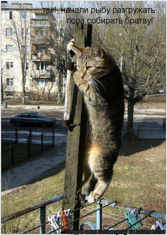 так! начали рыбу разгружать . пора собирать братву!... Котоматрица: так! начали рыбу разгружать . пора собирать братву!