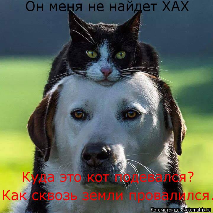 Он меня не найдет ХАХ Куда это кот подевался? Как сквозь земли провалился.... Котоматрица: Он меня не найдет ХАХ Куда это кот подевался? Как сквозь земли провалился.