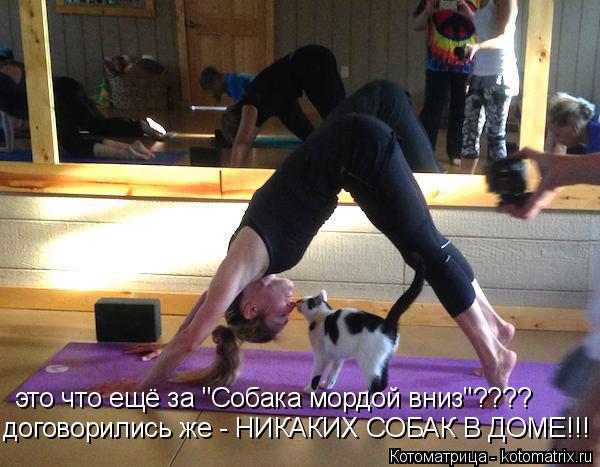 это что ещё за "Собака мордой вниз"???? договорились же - НИКАКИХ СОБАК В ДОМЕ!!!... Котоматрица: это что ещё за "Собака мордой вниз"???? договорились же - НИКАКИХ СОБАК В ДОМЕ!!!