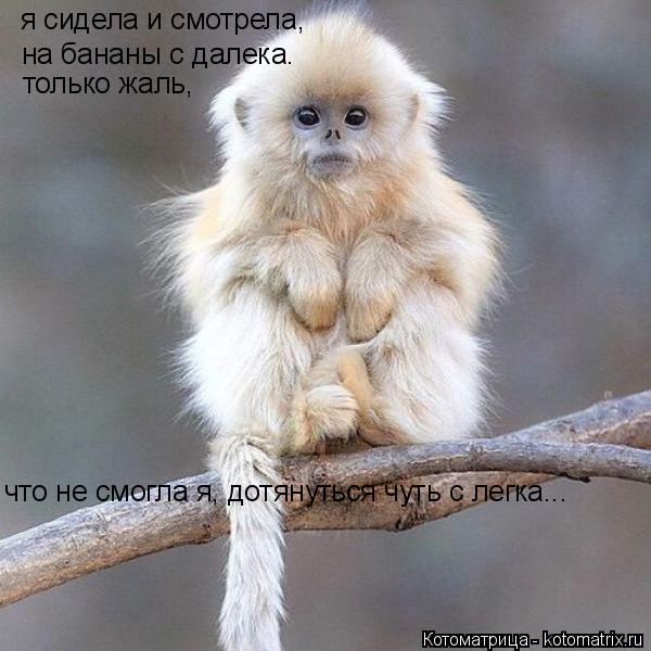 я сидела и смотрела , на бананы с далека. только жаль, что не смогла я, дотянуться чуть с легка...... Котоматрица: я сидела и смотрела , на бананы с далека. только жаль, что не смогла я, дотянуться чуть с легка...