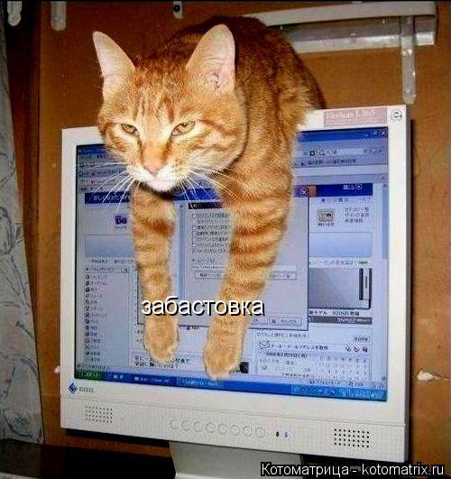забастовка... Котоматрица: забастовка