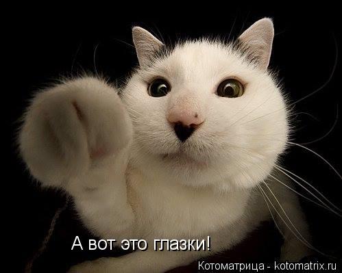 А вот это глазки!... Котоматрица: А вот это глазки!