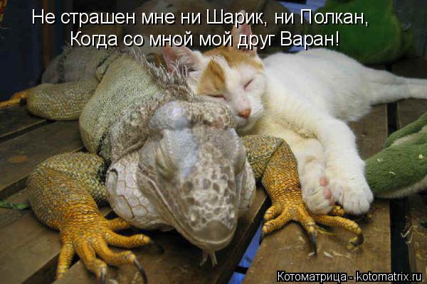 Не страшен мне ни Шарик, ни Полкан, Когда со мной мой друг Варан!... Котоматрица: Не страшен мне ни Шарик, ни Полкан, Когда со мной мой друг Варан!