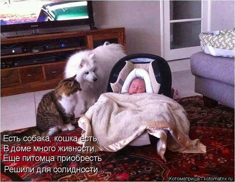 Есть собака, кошка есть, В доме много живности, Еще питомца приобресть Решили для солидности...... Котоматрица: Есть собака, кошка есть, В доме много живности, Еще питомца приобресть Решили для солидности...
