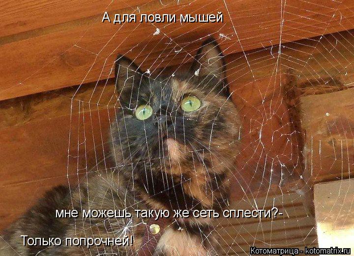 Котоматрица: А для ловли мышей мне можешь такую же сеть сплести?- Только попрочней!