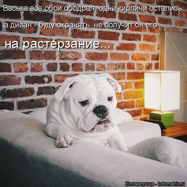 Васька все обои ободрал, одни кирпичи остались, а диван - буду охранять, не получит он его на растерз... Котоматрица: Васька все обои ободрал, одни кирпичи остались, а диван - буду охранять, не получит он его на растерзание...