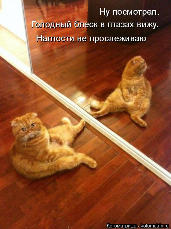 Ну посмотрел. Голодный блеск в глазах вижу. Наглости не прослеживаю... Котоматрица: Ну посмотрел. Голодный блеск в глазах вижу. Наглости не прослеживаю
