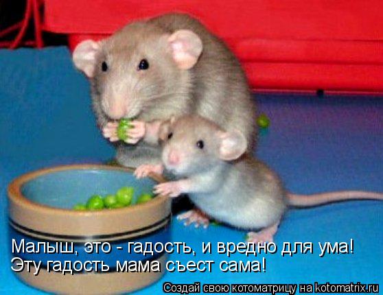 Малыш, это - гадость, и вредно для ума! Эту гадость мама съест сама!... Котоматрица: Малыш, это - гадость, и вредно для ума! Эту гадость мама съест сама!
