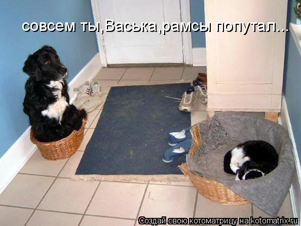 совсем ты,Васька,рамсы попутал...... Котоматрица: совсем ты,Васька,рамсы попутал...