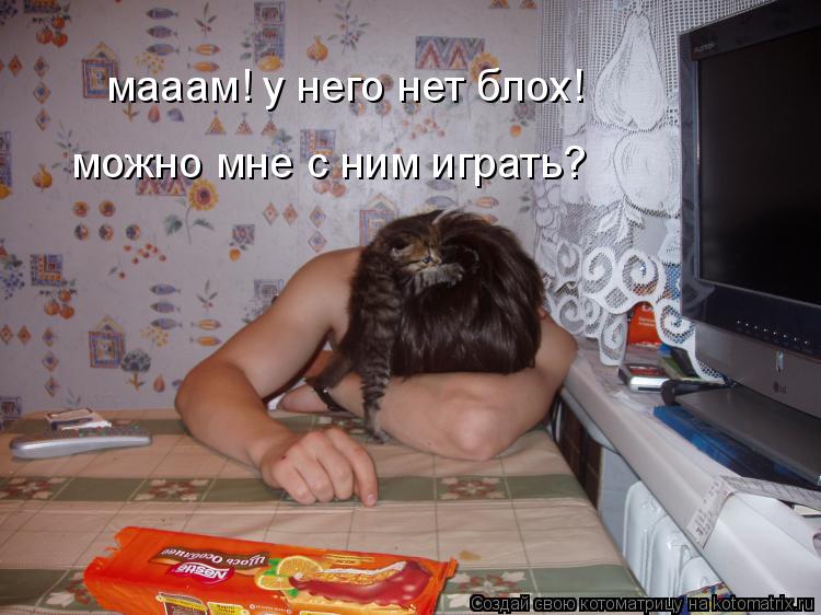 мааам! у него нет блох! можно мне с ним играть?... Котоматрица: мааам! у него нет блох! можно мне с ним играть?