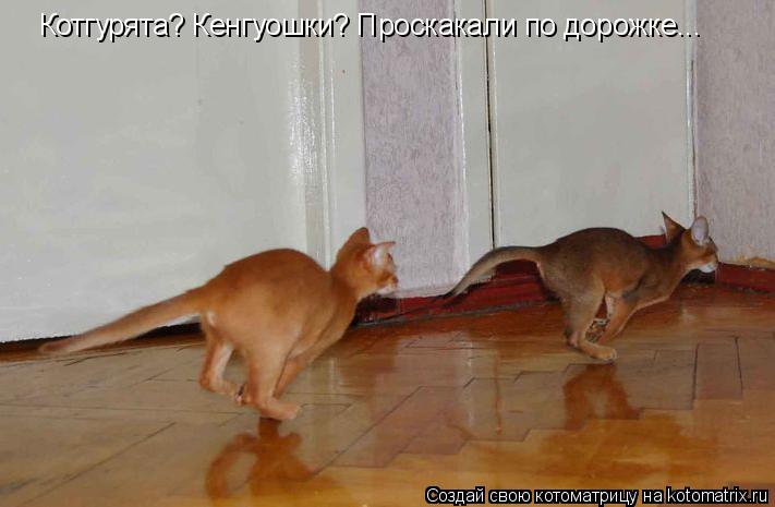 Котгурята? Кенгуошки? Проскакали по дорожке...... Котоматрица: Котгурята? Кенгуошки? Проскакали по дорожке...