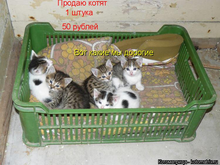 Вот какие мы дорогие Продаю котят 50 рублей 1 штука... Котоматрица: Вот какие мы дорогие Продаю котят 50 рублей 1 штука