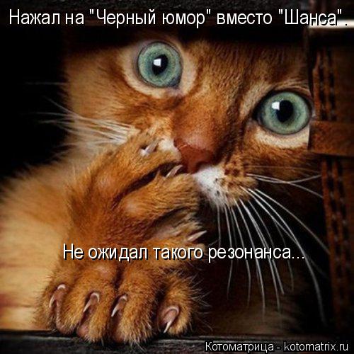 Нажал на "Черный юмор" вместо "Шанса". Не ожидал такого резонанса...... Котоматрица: Нажал на "Черный юмор" вместо "Шанса". Не ожидал такого резонанса...