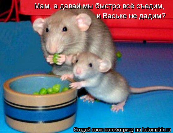 Мам, а давай мы быстро всё съедим, и Ваське не дадим?... Котоматрица: Мам, а давай мы быстро всё съедим, и Ваське не дадим?