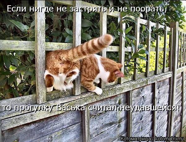 Если нигде не застрять и не поорать, то прогулку Васька считал неудавшейся!... Котоматрица: Если нигде не застрять и не поорать, то прогулку Васька считал неудавшейся!