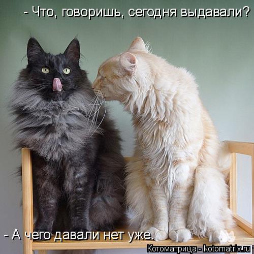 - А чего давали нет уже. - Что, говоришь, сегодня выдавали?... Котоматрица: - А чего давали нет уже. - Что, говоришь, сегодня выдавали?