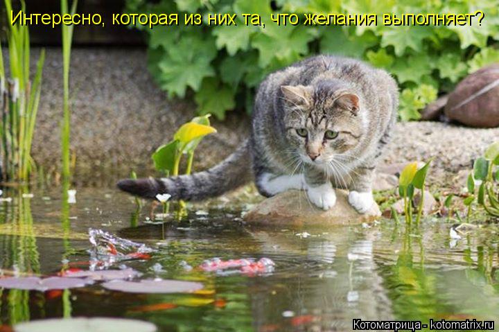 Интересно, которая из них та, что желания выполняет?... Котоматрица: Интересно, которая из них та, что желания выполняет?