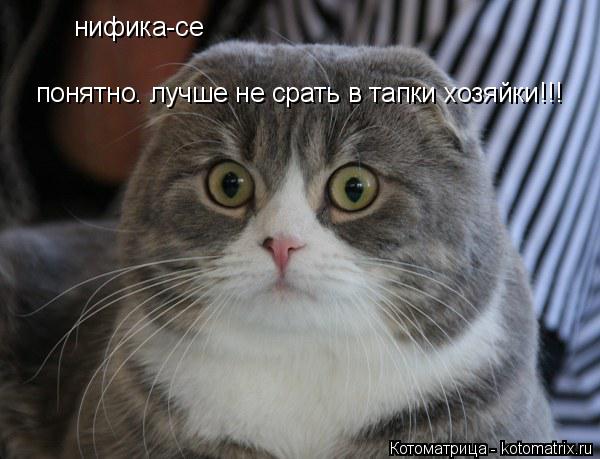 нифика-се понятно. лучше не срать в тапки хозяйки!!!... Котоматрица: нифика-се понятно. лучше не срать в тапки хозяйки!!!
