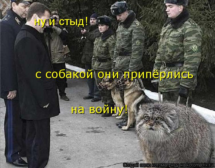 ну и стыд! с собакой они припёрлись на войну!... Котоматрица: ну и стыд! с собакой они припёрлись на войну!