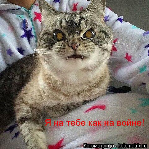 Я на тебе как на войне!... Котоматрица: Я на тебе как на войне!
