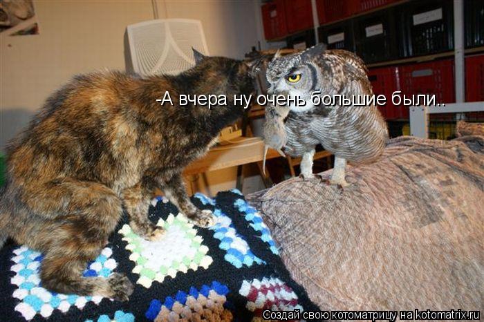 -А вчера ну очень большие были..... Котоматрица: -А вчера ну очень большие были..